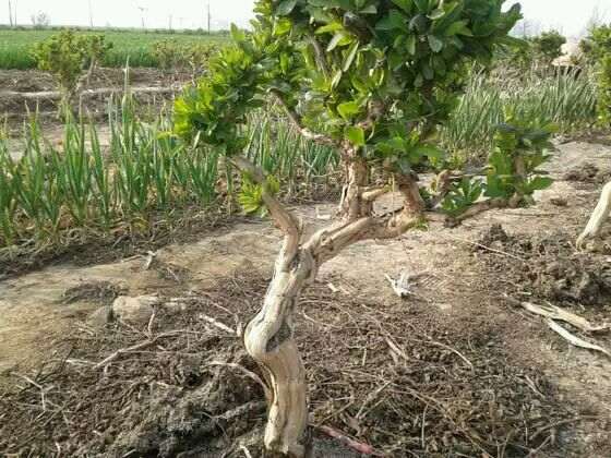 栽培的金银花下山桩 可以吗 图片