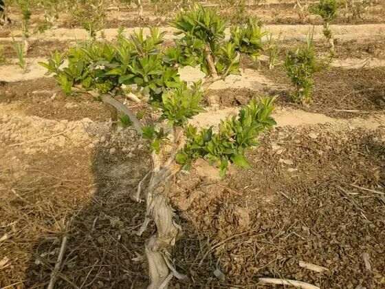 栽培的金银花下山桩 可以吗 图片