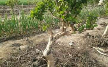 栽培的金银花下山桩 可以吗 图片