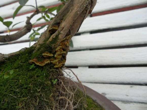 金银花下山桩上长的是什么