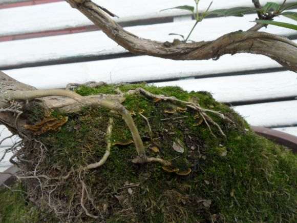 金银花下山桩上长的是什么