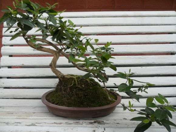 金银花下山桩上长的是什么