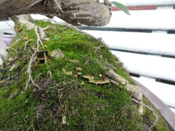 金银花下山桩上长的是什么