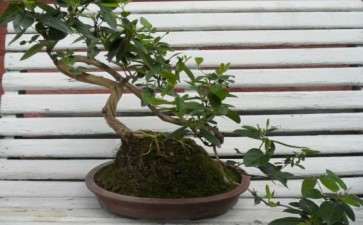 金银花下山桩上长的是什么 图片