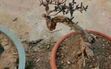 金银花下山桩被我养成了这个样子