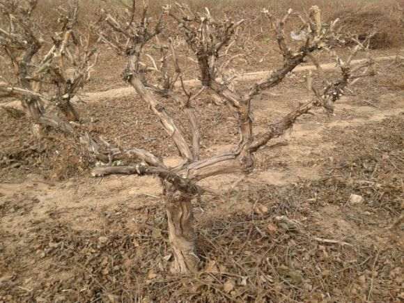 金银花下山桩 感兴趣的快来看哦