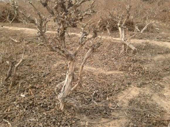 金银花下山桩 感兴趣的快来看哦