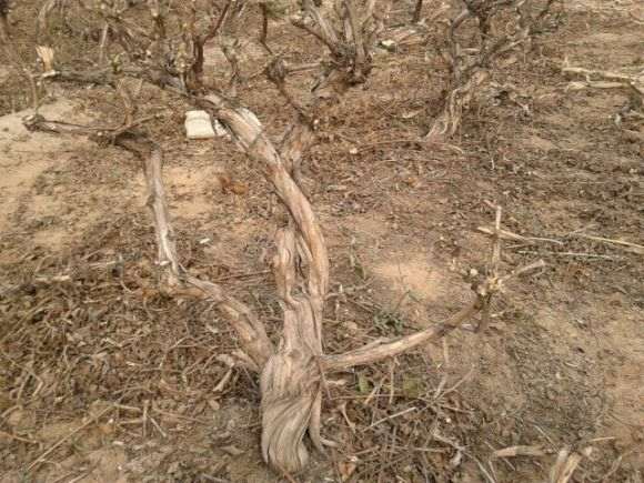 金银花下山桩 感兴趣的快来看哦