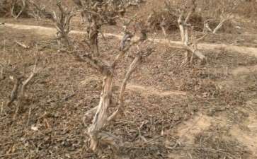 金银花下山桩 感兴趣的快来看哦 图片