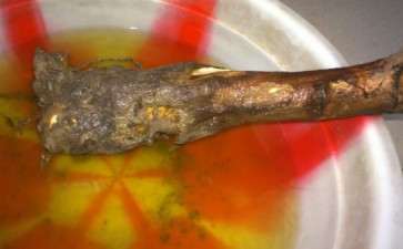 一株金银花下山桩 不知能活否 图片