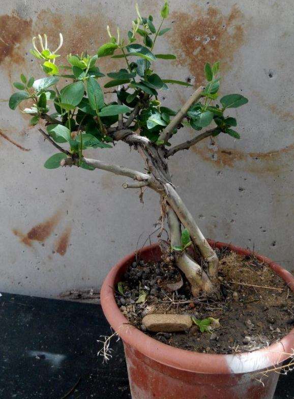 几个金银花下山桩 纹理很强