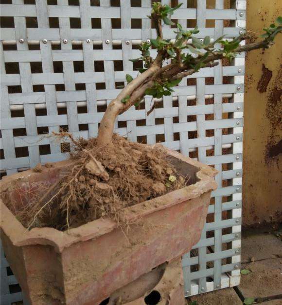 几个金银花下山桩 纹理很强