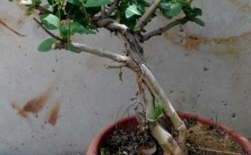 几个金银花下山桩 纹理很强 可以吗