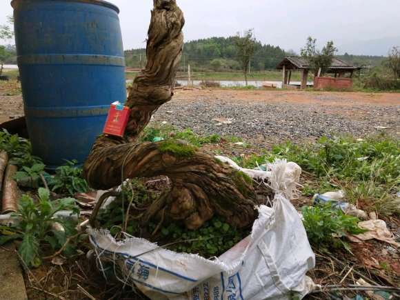 20多年的金银花下山桩
