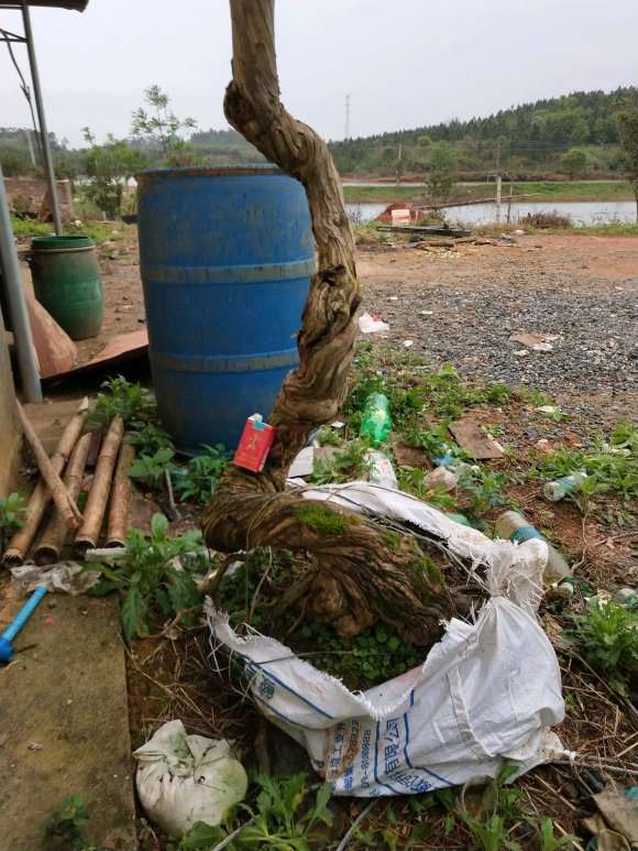 20多年的金银花下山桩