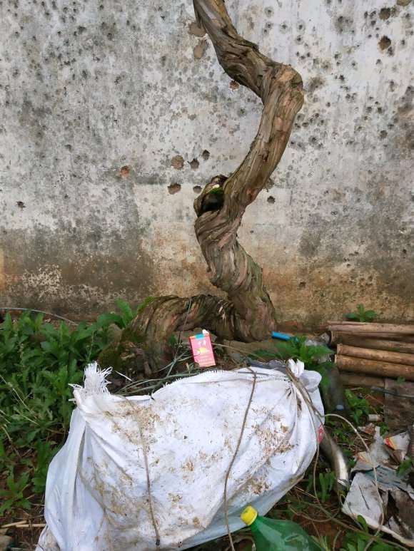 20多年的金银花下山桩