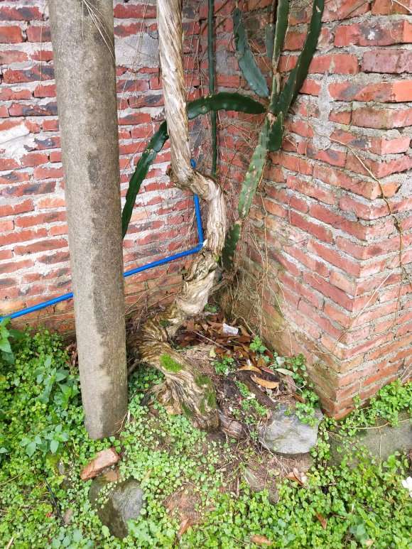 20多年的金银花下山桩