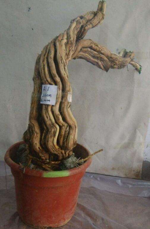 全国最大金银花下山桩