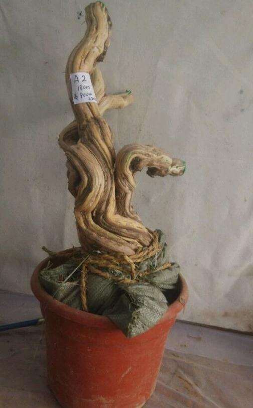 全国最大金银花下山桩