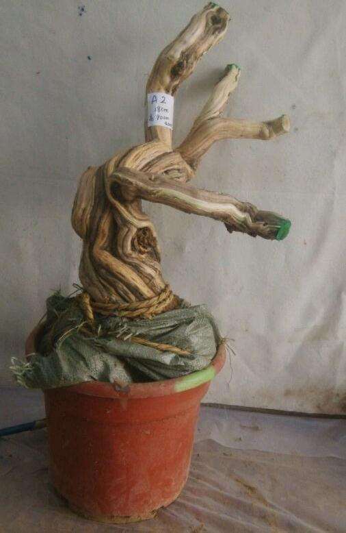 全国最大金银花下山桩