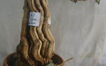 全国最大金银花下山桩 可以吗 图片