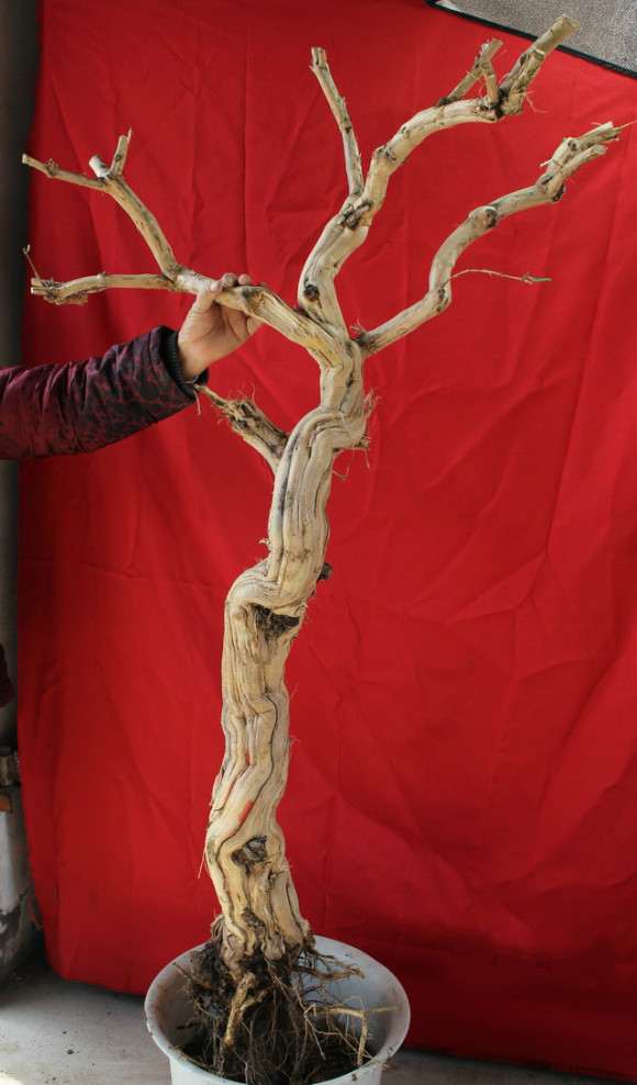 15公分的大金银花下山桩