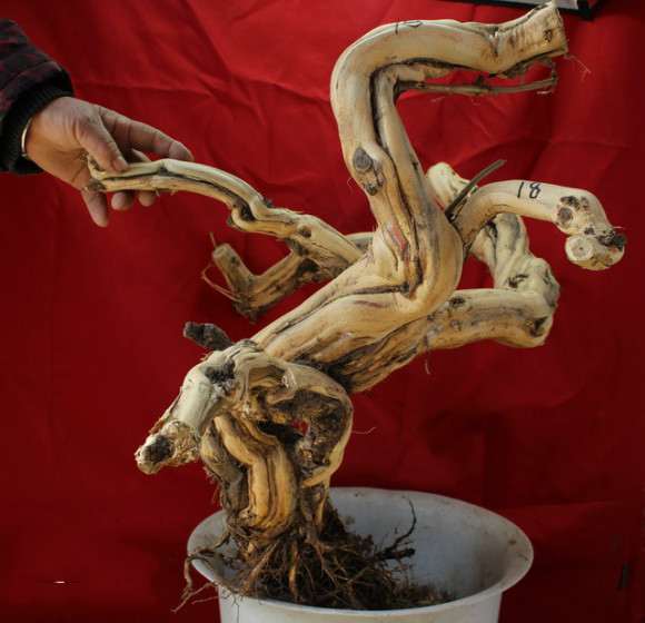 15公分的大金银花下山桩