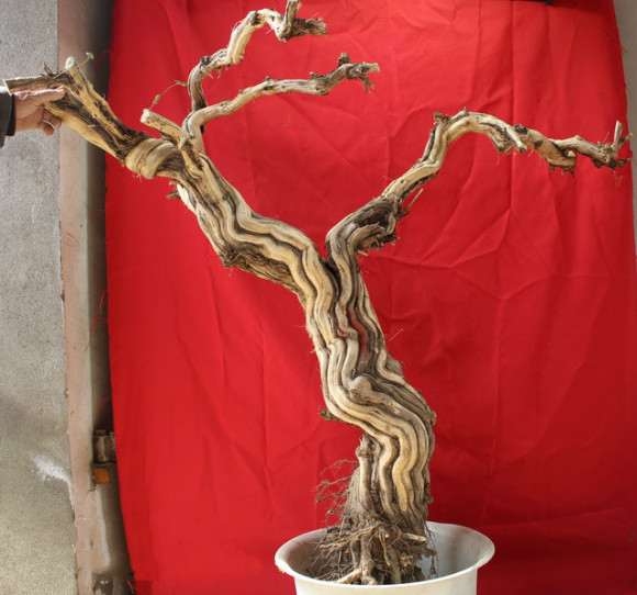 15公分的大金银花下山桩