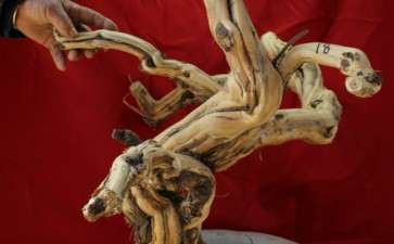 15公分的大金银花下山桩 霸气  图片