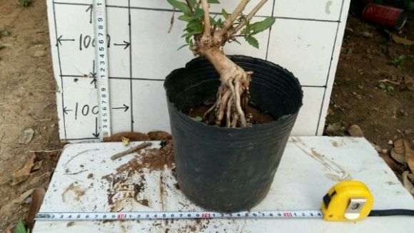 盆栽红金银花下山桩 怎么