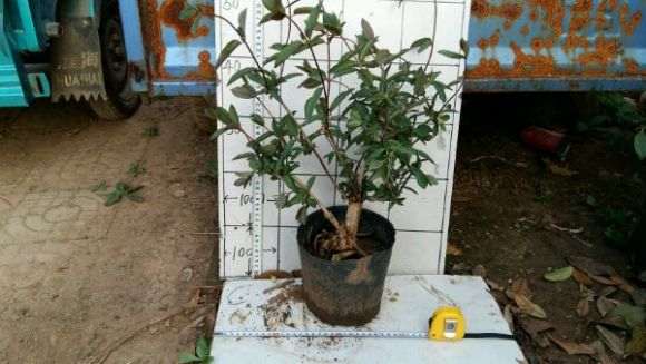 盆栽红金银花下山桩 怎么