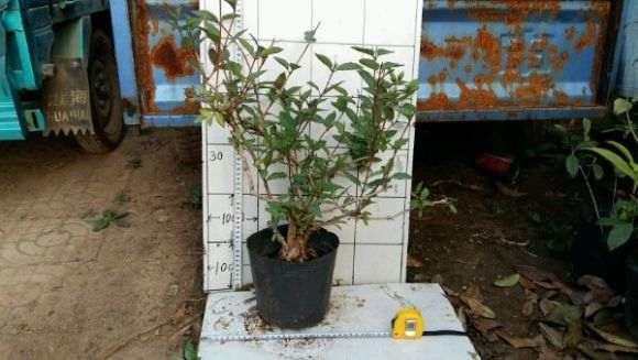 盆栽红金银花下山桩 怎么