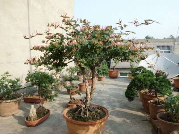 大家看看 金银花下山桩开花了