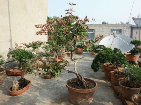 大家看看 金银花下山桩开花了