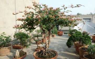 大家看看 金银花下山桩开花了 图片