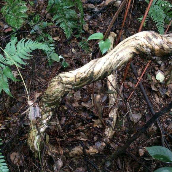 金银花下山桩截下来可以成活吗