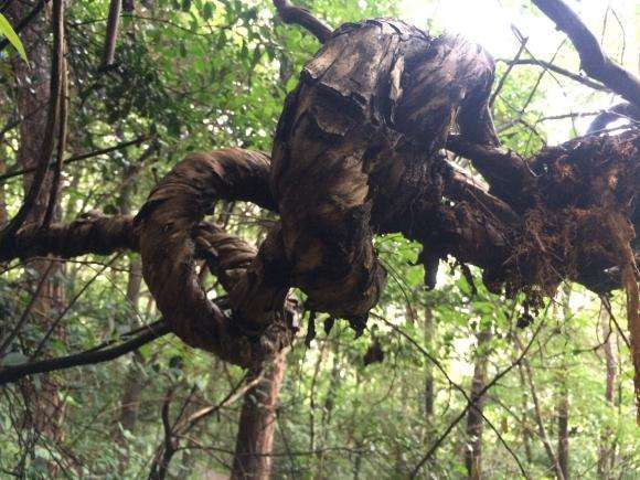 金银花下山桩截下来可以成活吗