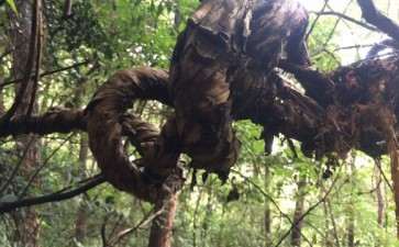 金银花下山桩截下来可以成活吗 图片