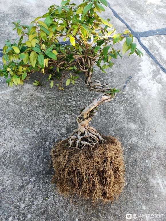 这棵金银花下山桩怎么弄才好看啊