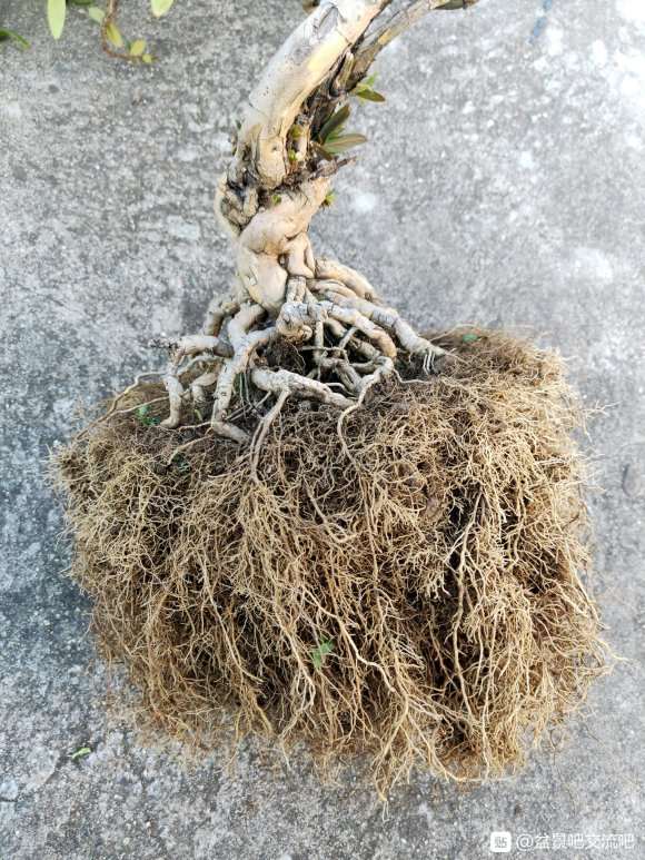 这棵金银花下山桩怎么弄才好看啊