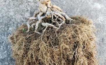 这棵金银花下山桩怎么弄才好看啊 图片