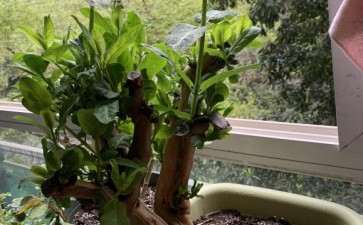 金银花下山桩需要摘顶吗 图片