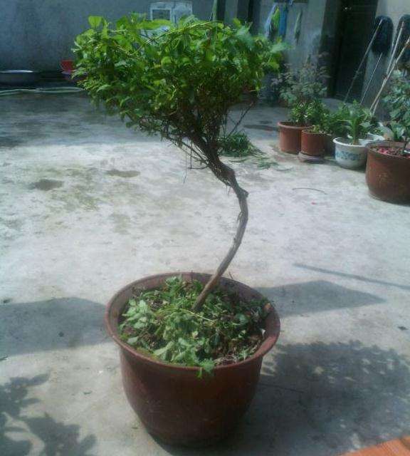 这颗金银花下山桩用什么盆好看