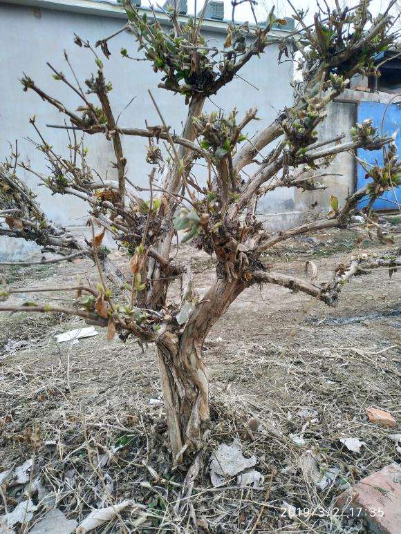 金银花下山桩能做盆景吗