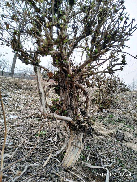 金银花下山桩能做盆景吗