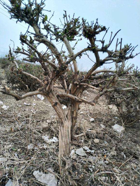 金银花下山桩能做盆景吗