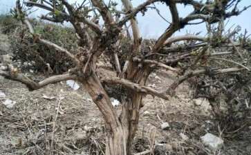 金银花下山桩能做盆景吗 图片