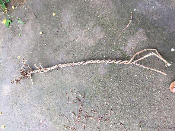 金银花下山桩不知道能不能活