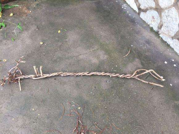 金银花下山桩不知道能不能活