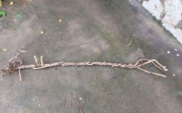 金银花下山桩不知道能不能活 图片